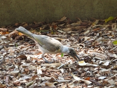 Philemon citreogularis