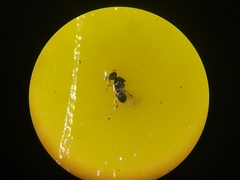 Platygastridae
