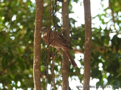 Philemon citreogularis