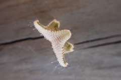 Asterina phylactica
