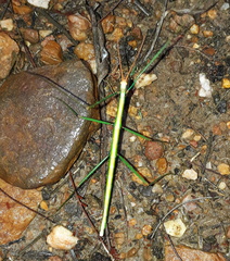 Macynia labiata
