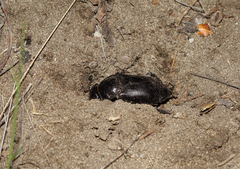 Nicrophorus morio
