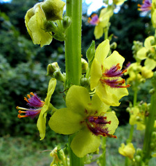 Verbascum nigrum
