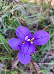 Patersonia occidentalis occidentalis