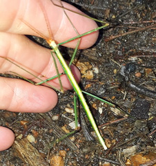 Macynia labiata