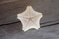 Asterina phylactica