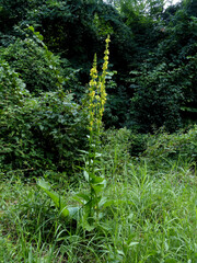 Verbascum nigrum