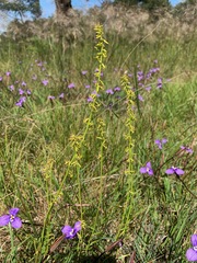 Patersonia occidentalis occidentalis