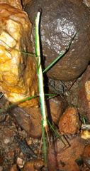 Macynia labiata