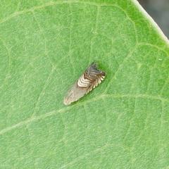 Grapholita delineana