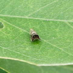 Grapholita delineana