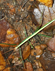 Macynia labiata