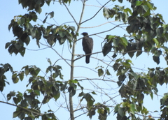 Nisaetus cirrhatus limnaeetus