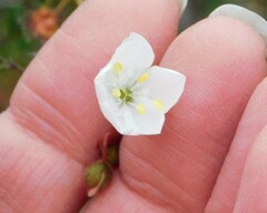 Drosera macrantha