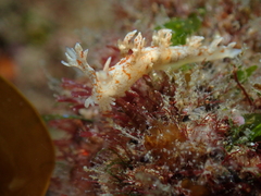 Bornella hermanni