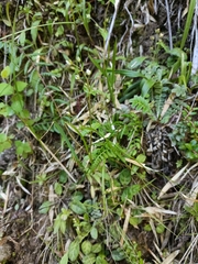 Swertia macrosperma