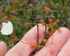 Drosera macrantha