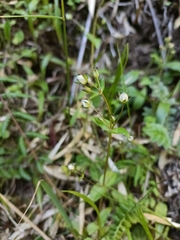 Swertia macrosperma
