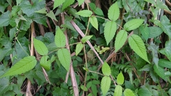 Rubus croceacanthus