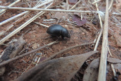Ocnodes