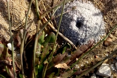 Anoplolepis steingroeveri