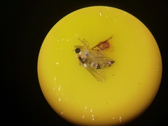 Elaphropeza ephippiata