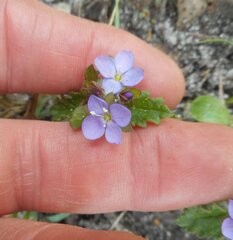 Veronica calycina