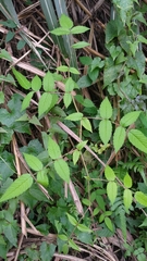Rubus croceacanthus
