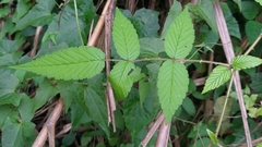 Rubus croceacanthus