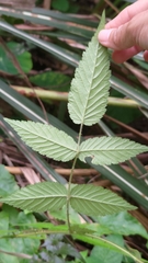 Rubus croceacanthus