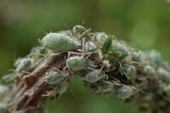 Macrosiphum albifrons