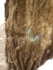 Uresiphita