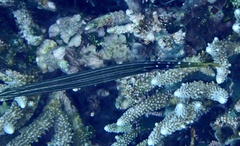 Aulostomus chinensis