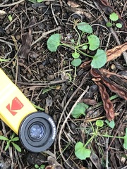 Violaceae