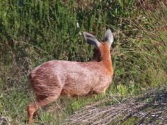 Raphicerus melanotis