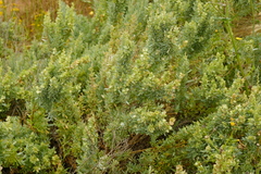 Atriplex stipitata