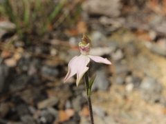 Caladenia variegata