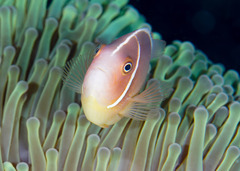 Amphiprion perideraion