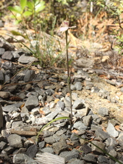 Caladenia variegata