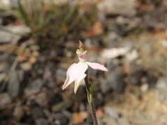 Caladenia variegata