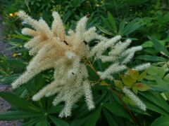 Aruncus dioicus
