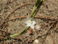 Thelymitra longifolia