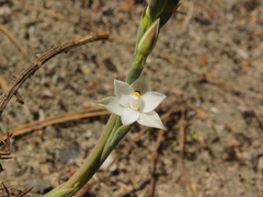 Thelymitra longifolia