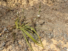 Thelymitra longifolia