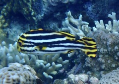 Plectorhinchus vittatus
