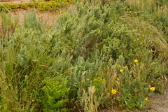 Atriplex stipitata