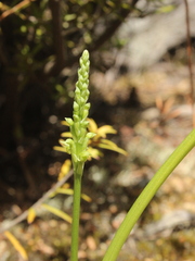Microtis unifolia