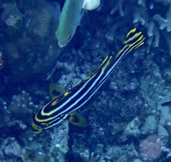 Plectorhinchus vittatus