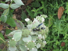 Zethus spinipes variegatus