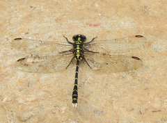 Hemigomphus